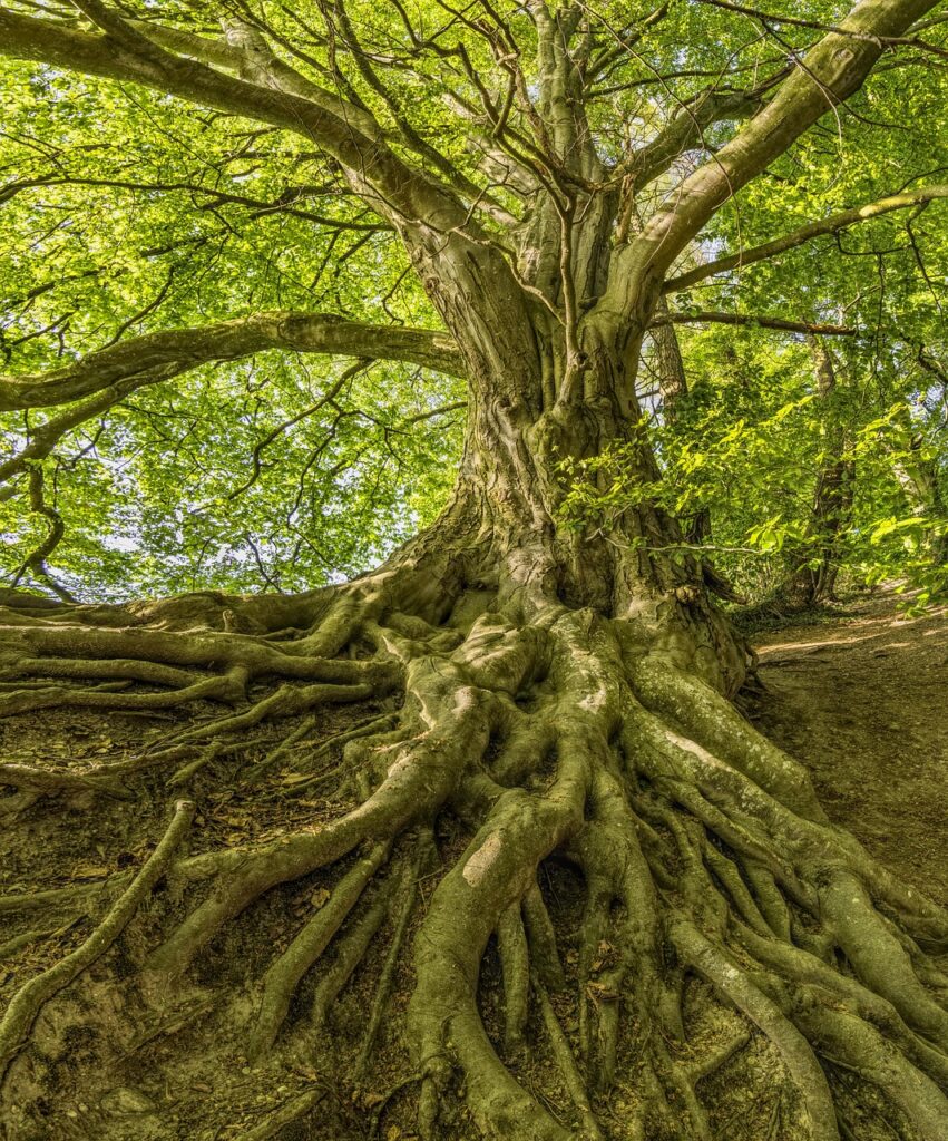 beech, tree, roots, forest, nature, crown, canopy, roots, roots, roots, roots, roots