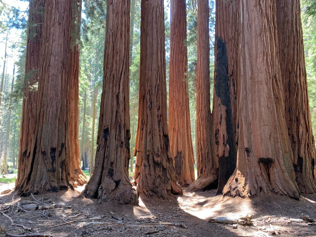 sequoia, trees, trunks, tree trunks, sequoia trees, redwood, redwood trees, forest, woods, woodlands, nature, sequoia national park, california, usa, sequoia, sequoia, sequoia, sequoia, redwood, redwood, redwood, redwood, redwood, redwood trees