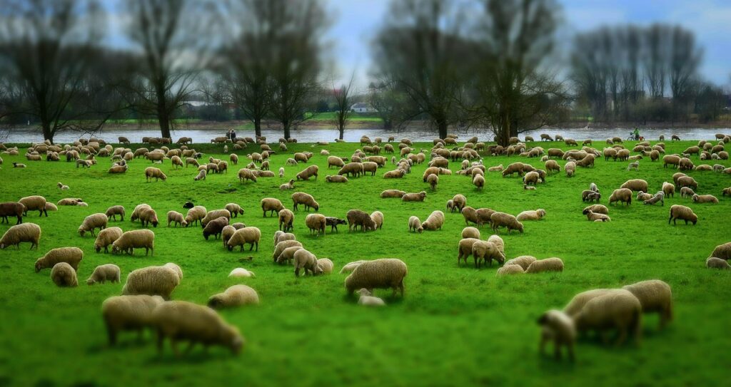 sheep, herd, flock of sheep, wool, beware, pasture, shepherd, meadow, lambs, lamb, farm animals, animal, nature, deichschaf, sheep wool