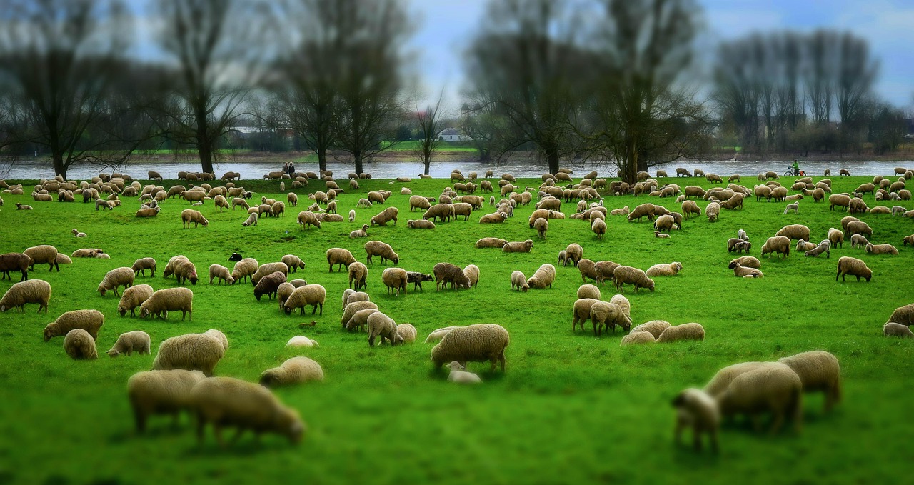 Pastor, Your Sheep Are Getting Counseled — But by Whom?