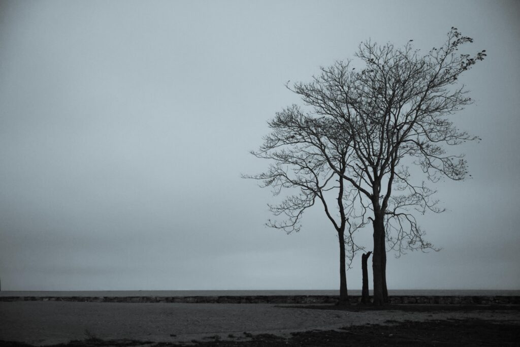 A barren tree stands alone against a foggy sky, creating a gloomy, eerie landscape.
