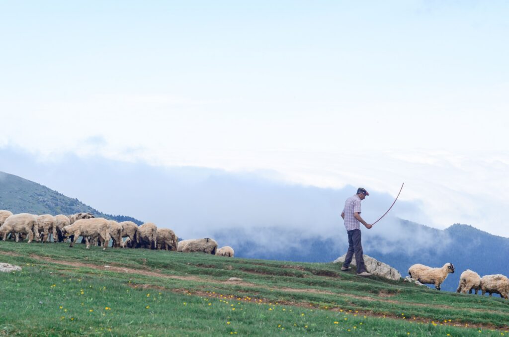 Shepherd guiding flock of sheep in scenic rural landscape with hills and clouds.
