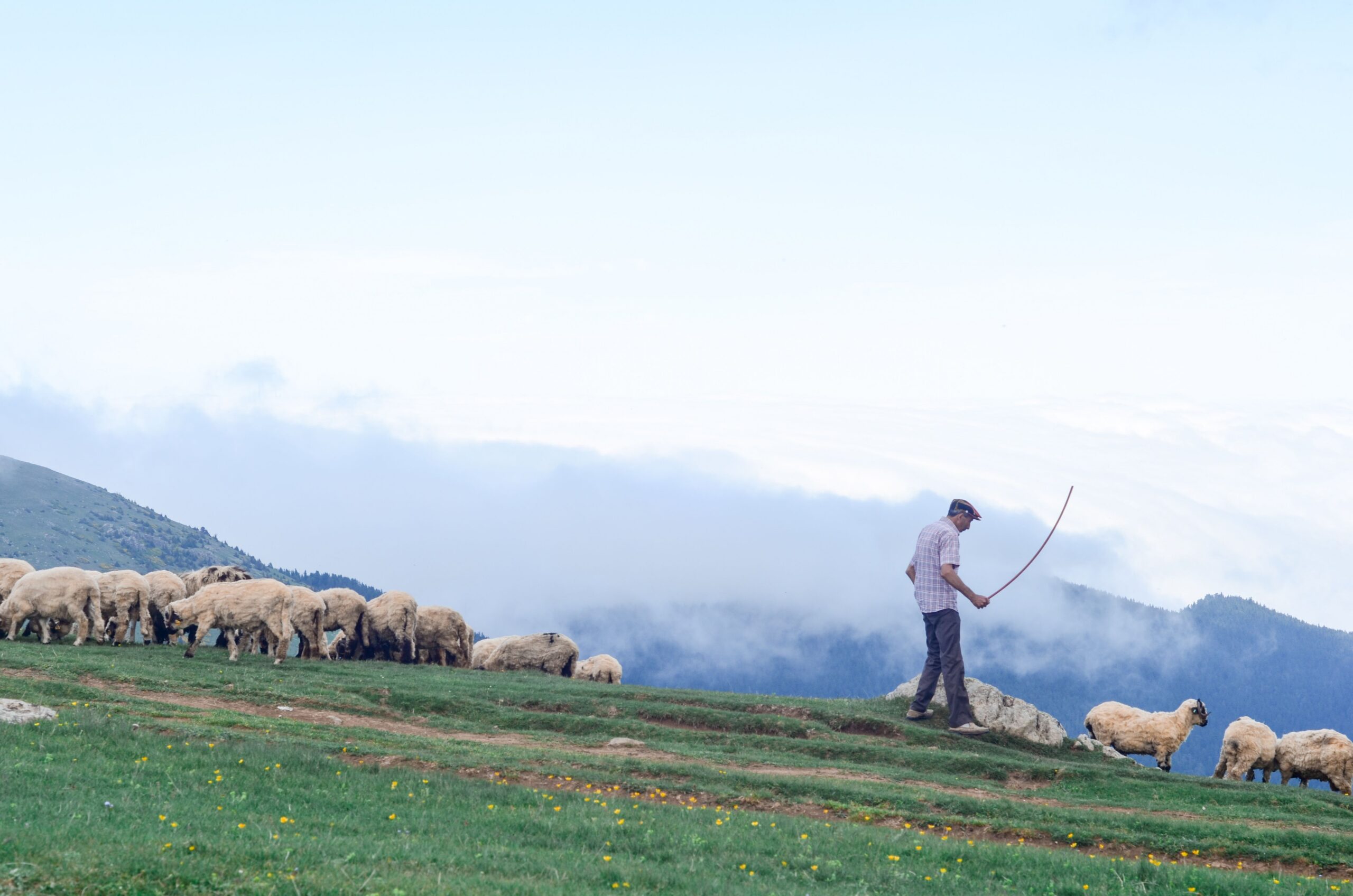 The Shepherd Was Also a Sheep: The Theological Foundation of Pastoral Care